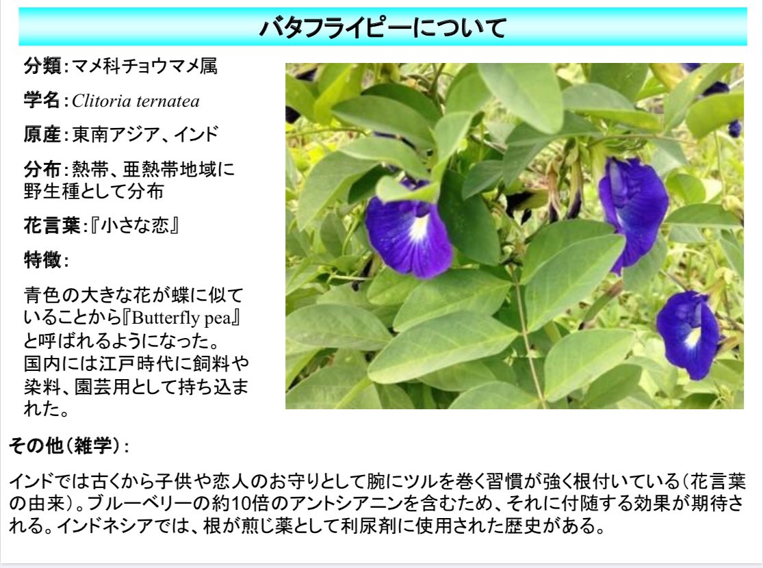 Hiro Ak バタフライピーティー ネットで爆発的に売れてるらしい 色が変わる バタフライピー 青いお茶 流行り ハーブティー T Co Zcekop91qi Twitter Hiro Ak バタフライピーティー ネットで爆発的に売れてるらしい 色が変わる バタフライピー 青いお茶 流行り ハーブティー T Co Zcekop91qi Twitter