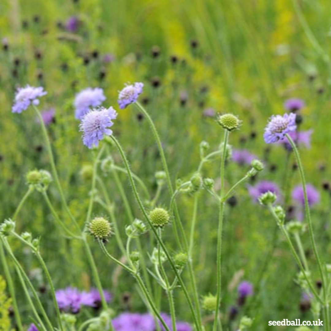 seed_ball's tweet photo. Field Scabious (Knautia arvensis) this native mauve wildflower blooms all summer long and will really help #savebees . Find it in our Artist's Meadow seedballs. Did you know autumn is a great time to sow wildflowers.
https://t.co/MqoGllRrE5
#refilltheworldwithpollinators https://t.co/1fekBXcInz