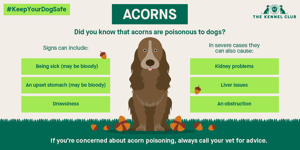 Can Acorns Kill Dogs