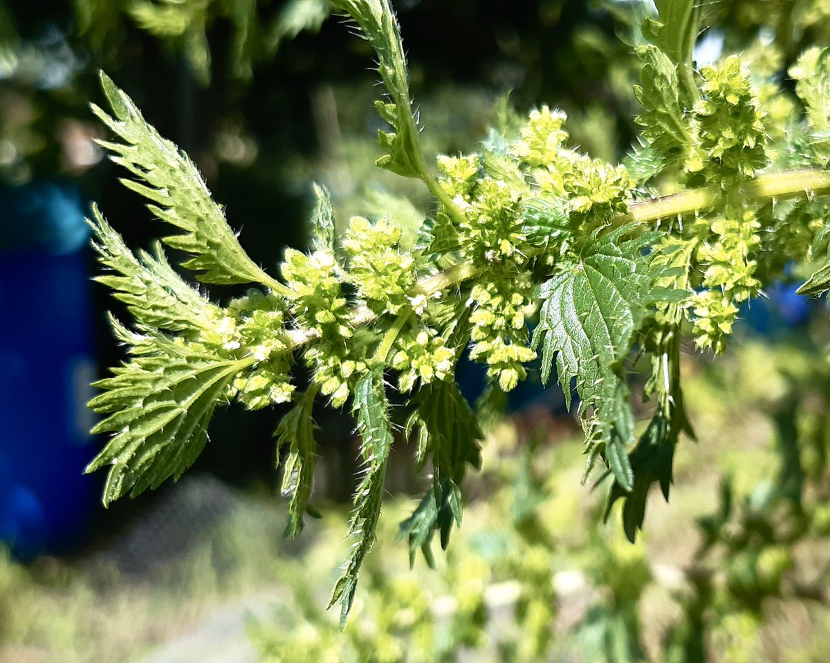 BoundaryWay's tweet photo. The next instalment of #postcardsfromtheplot is here! -find out more about the usefulness of nettles with herbalist Maria Billington who demonstrates how to make a rejuvenating nettle seed elixir https://t.co/i0Q1I8K5hi as well as how to make nettle string https://t.co/Au76CWYQME https://t.co/RGWl0Ppj4J