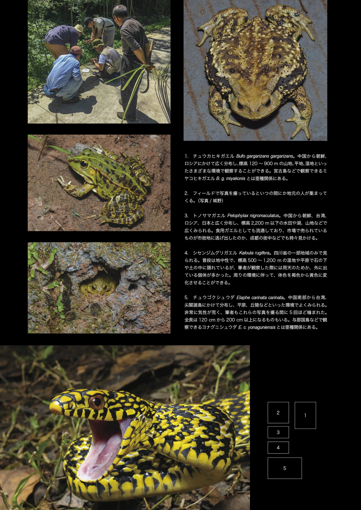 有尾社 Caudata第4号 下記サイトより通販の予約受付開始します Yahoo T Co M5n1kedxgu 楽天 T Co Dp3kjhsjtq フルカラー86p 定価1800円 イベント価格1500円 イベント販売は10 4のぶりくら 通販発送は10 8からです 今回の特集は 有尾社 Caudata第4号 下記サイトより通販の予約受付開始します Yahoo T Co M5n1kedxgu 楽天 T Co Dp3kjhsjtq フルカラー86p 定価1800円 イベント価格1500円 イベント販売は10 4のぶりくら 通販発送は10 8からです 今回の特集は