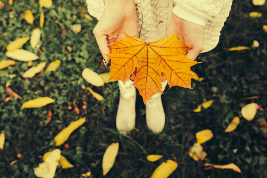 Follow along with our 'Fabulous Fall Foliage' blog series!  Learn about a few foliage factors and why, just like fingerprints, no two fall seasons are ever the same! ow.ly/lyXa50BHiYX

#discoverfrontroyal #shenandoahvalley #skylinedrive #autumn  #loveva