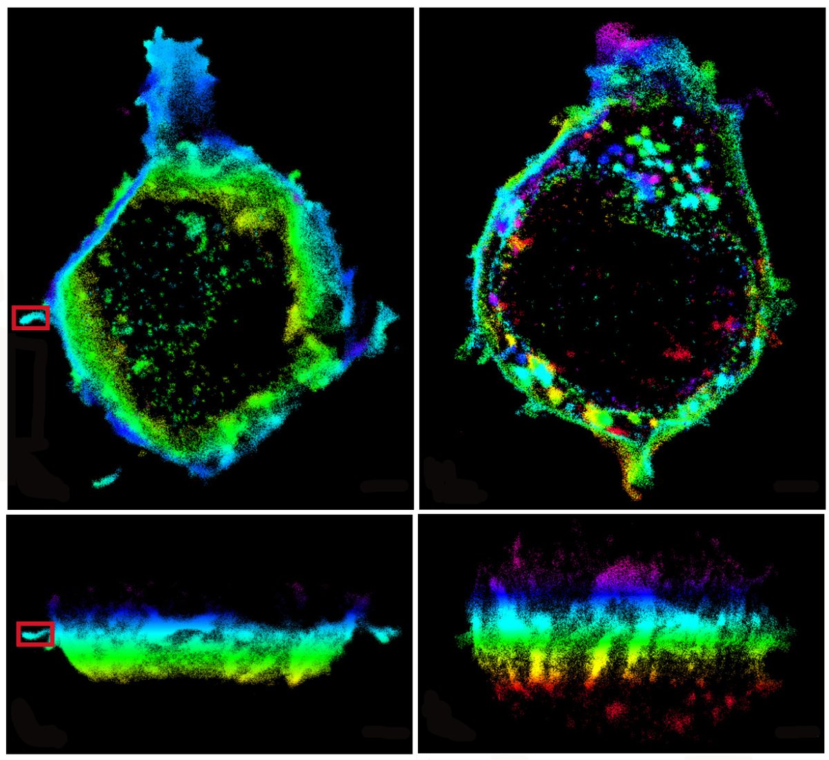 Optica Publishing Group (@opticapubsgroup) on Twitter photo Via #OSA_Optica: Single molecule light field microscopy ow.ly/Urg550BEkQ4 #FlatOptics #SpectralFIlters @koholleran <a href="/Cambridge_Uni/">Cambridge University</a> <a href="/UniversityLeeds/">University of Leeds</a> Via #OSA_Optica: Single molecule light field microscopy ow.ly/Urg550BEkQ4 #FlatOptics #SpectralFIlters @koholleran <a href="/Cambridge_Uni/">Cambridge University</a> <a href="/UniversityLeeds/">University of Leeds</a>