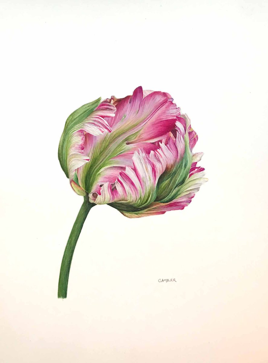 A watercolour of a parrot tulip I’ve just completed, using a ref. photo from Pixabay (now sold).
#botanicalart #botanicalpainting #watercolour #painting #floralart #tulips #parrottulip #flowers #flowerpainting
