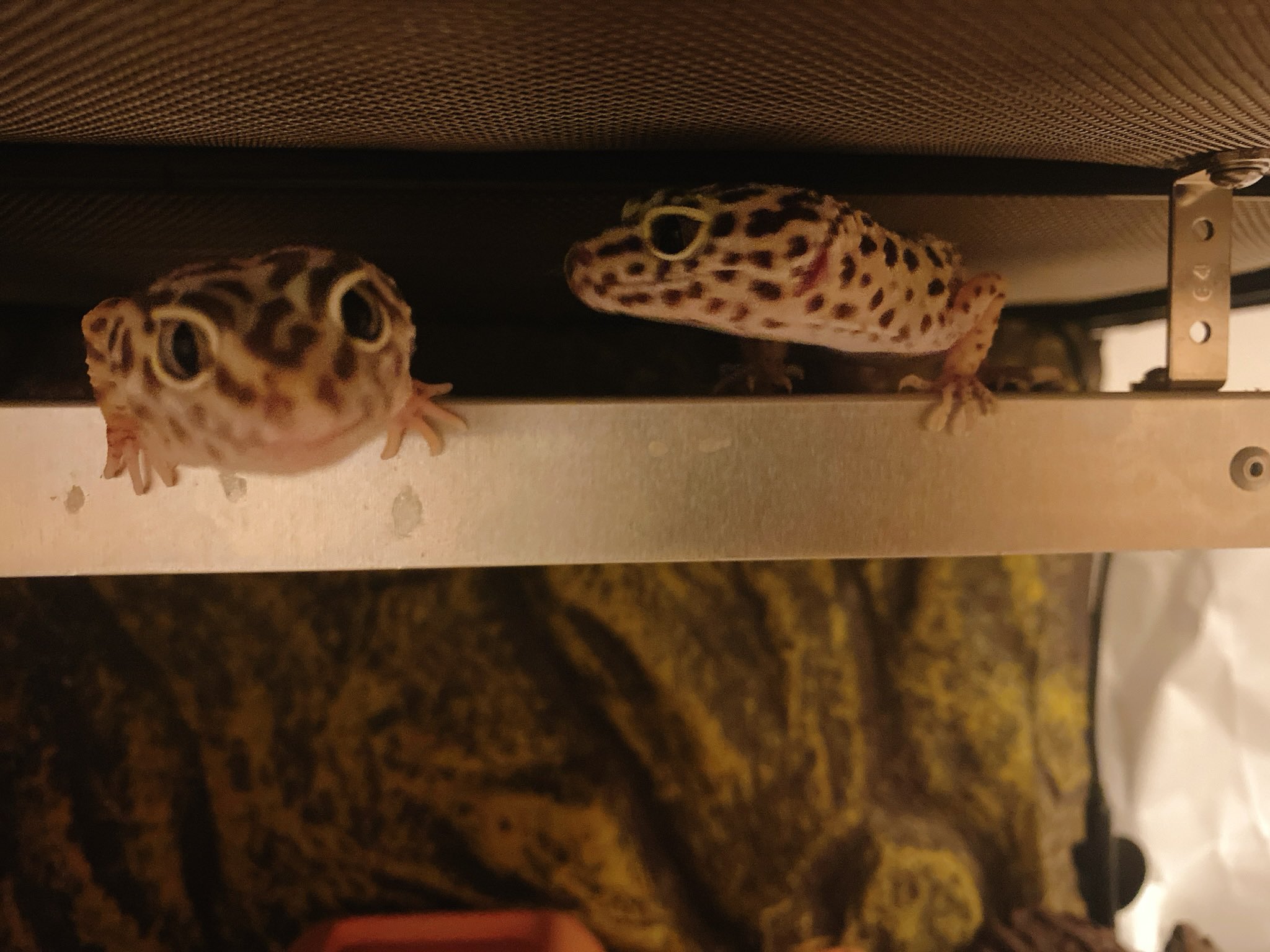 Eoheoh Mssp この上に2匹いるの見たの初めてだわー そしてご飯を見た時の荒ぶるレオパ T Co N555nykawk Twitter Eoheoh Mssp この上に2匹いるの見たの初めてだわー そしてご飯を見た時の荒ぶるレオパ T Co N555nykawk Twitter