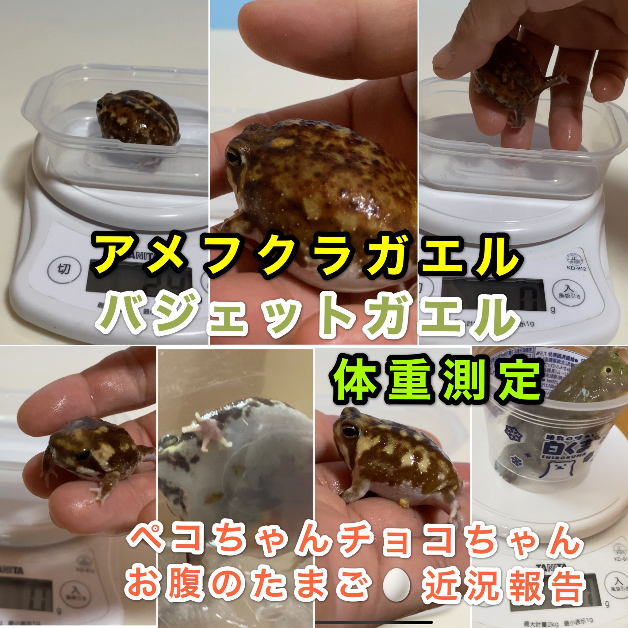 パンパムーニー アメフクラガエル 体重測定とお腹のたまご 近況報告 T Co Mvji0wihib Youtubeより Youtube 動画アップしました アメフクラガエル 体重測定 ペコとチョコのお腹のたまご近況報告です アメフクラガエル Commonrainfrog