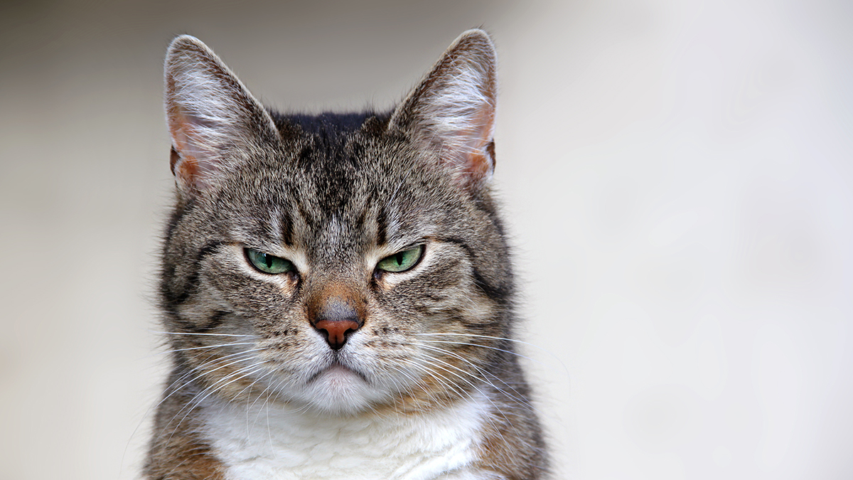 Is WFH putting a strain on your relationship with your cat? We have  space available! Consider hotelling with us or even getting a private office. We're a second-floor walk-up in a smaller building, which means fewer people and a safer space. Do it for Fluffy. #dolawbetter