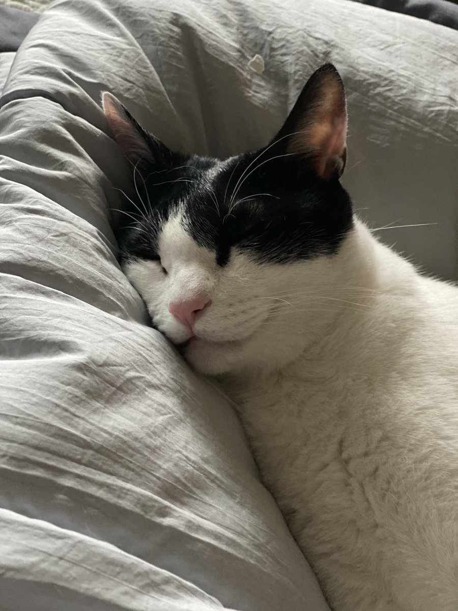 새 이불을 매우 좋아함