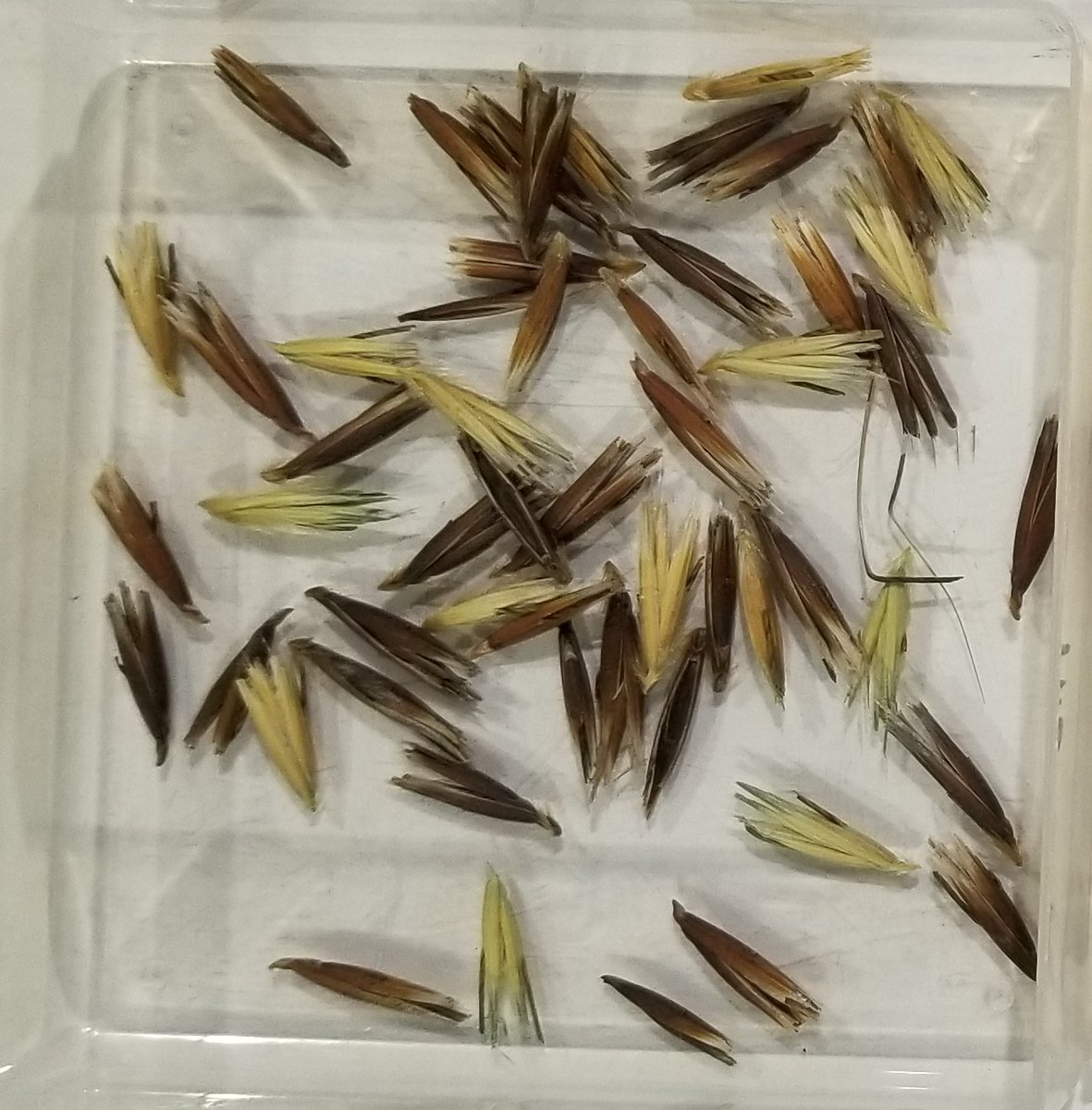 CropWildRelativ's tweet photo. Happy 50th Birthday to #PlantGeneResourcesofCanada (PGRC) https://t.co/NBFbdRlCZf a @cropwildrelativ partner and the destination for #cropwildrelative #Oat (#Avena) seed samples from #MillenniumSeedBank @KewScience. https://t.co/QdAajiQHhX