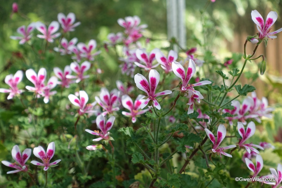 Potted Jewels Liga Plata Twitter