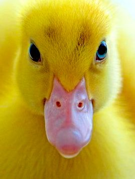 Yunho as ducklings; a devastating thread #YUNHO  #ATEEZ    #에이티즈  