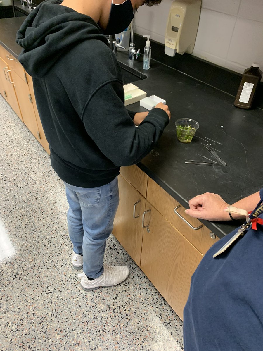SarahLanders9's tweet image. What’s better than observing fungal cells on a Friday?  The @KleinCollins Pre-AP Biology KOL and KOC Ss are labeling visible cell structures by screen sharing using the Ken-a-vision PupilCam with KOL Ss @kimdmoore1 @KleinISDscience #technologyiscool #Every