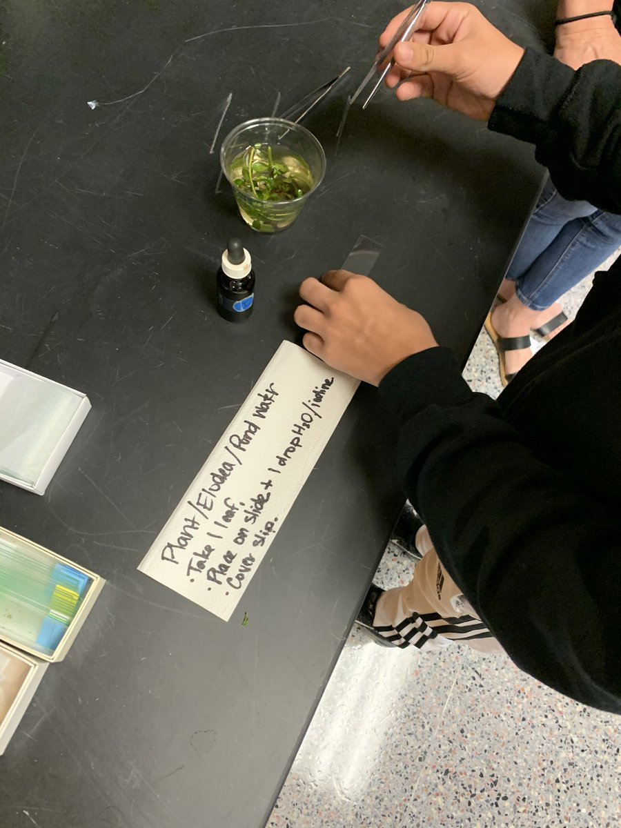 SarahLanders9's tweet image. What’s better than observing fungal cells on a Friday?  The @KleinCollins Pre-AP Biology KOL and KOC Ss are labeling visible cell structures by screen sharing using the Ken-a-vision PupilCam with KOL Ss @kimdmoore1 @KleinISDscience #technologyiscool #Every