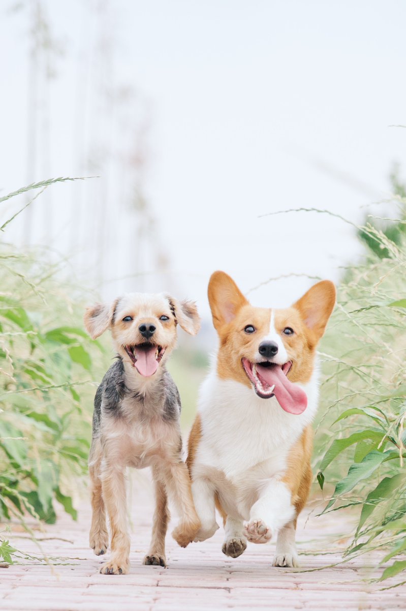 MypetBond.com (@petbond_ireland) on Twitter photo 📢📢 Today is #WorldSmileDay so We want you to send us You.. or.. Your pets BEST SMILE and 🏆Winner will be announced 8pm Tonight ⬇️ <a href="/pauldunphy/">Paul Dunphy Esquire. 🏳️🌈</a> <a href="/PetstopIreland/">Petstop.ie</a> <a href="/Darrenken/">Darren Kennedy</a> <a href="/SEIreland/">Social Entrepreneurs Ireland</a> <a href="/PaulKellyVet/">Paul Kelly Vet</a> <a href="/CarlMullan/">Carl Mullan</a> <a href="/John_Kavanagh/">Coach JK</a> <a href="/LeoVaradkar/">Leo Varadkar</a> #FridayFeeling 🐶 📢📢 Today is #WorldSmileDay so We want you to send us You.. or.. Your pets BEST SMILE and 🏆Winner will be announced 8pm Tonight ⬇️ <a href="/pauldunphy/">Paul Dunphy Esquire. 🏳️🌈</a> <a href="/PetstopIreland/">Petstop.ie</a> <a href="/Darrenken/">Darren Kennedy</a> <a href="/SEIreland/">Social Entrepreneurs Ireland</a> <a href="/PaulKellyVet/">Paul Kelly Vet</a> <a href="/CarlMullan/">Carl Mullan</a> <a href="/John_Kavanagh/">Coach JK</a> <a href="/LeoVaradkar/">Leo Varadkar</a> #FridayFeeling 🐶