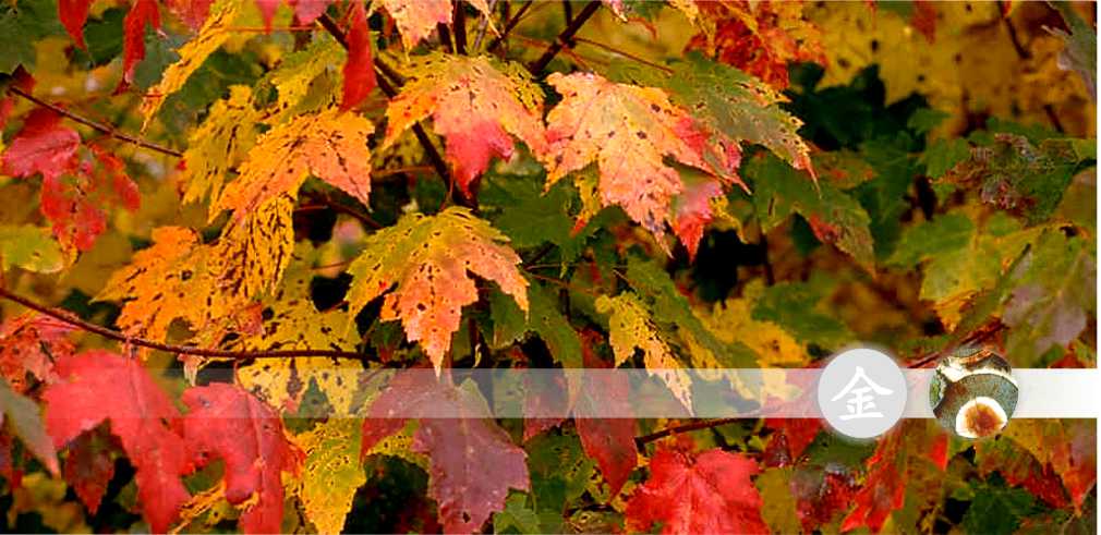 TorbayAcu's tweet photo. Living With Autumn explained by Rachel Geary @torbayacu https://t.co/DCuIUYzJ7r #autumn #metalelement #acupuncture https://t.co/Ur3oB0MAPg