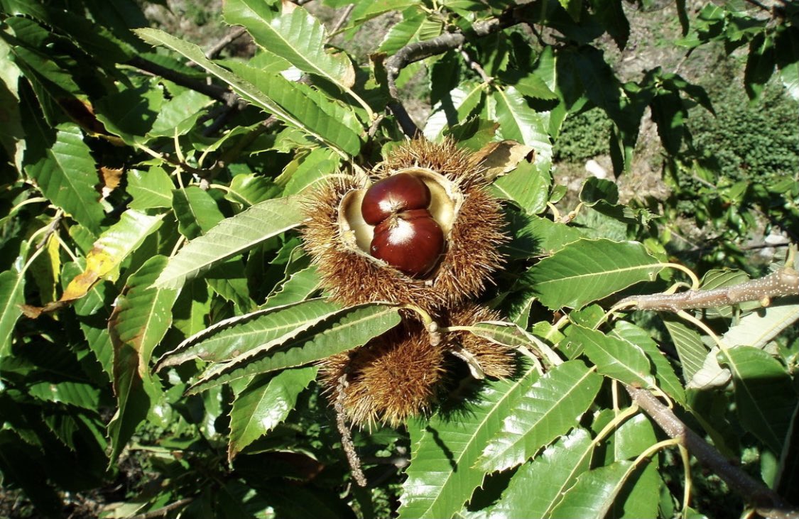 Mamscook tweet media