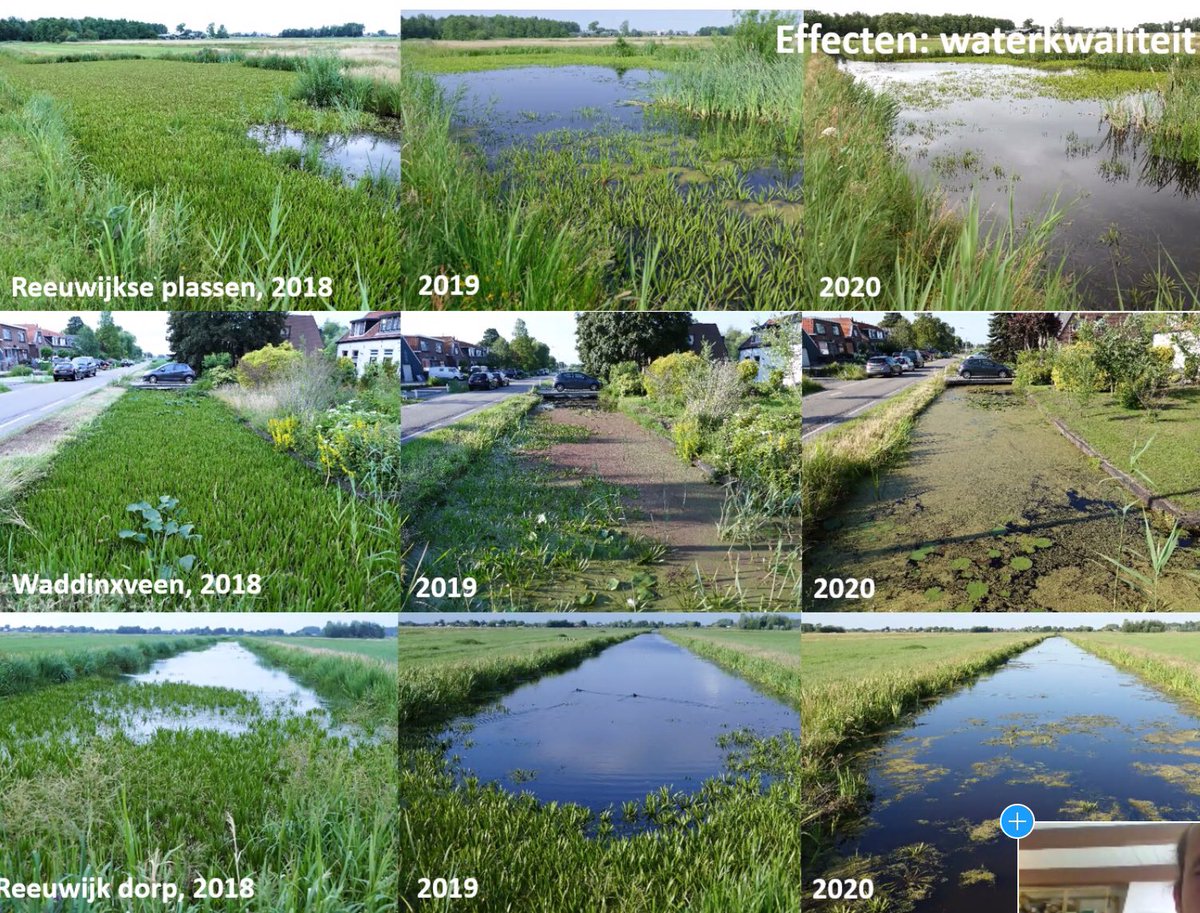 Effecten van uitheemse rivierkreeften op #waterkwaliteit in beeld gebracht door EIS kenniscentrum. Waterplanten worden in korte tijd weggeknipt  #webinar ⁦<a href="/waterschappen/">Unie v Waterschappen</a>⁩
