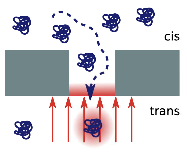 cees_dekker's tweet photo. Our latest #CDlab paper is on @arxiv: https://t.co/VzP66nIGMe

PhD student Nils Klughammer developed Pd Zero-Mode Waveguides for optical detection of single fluorophores, proteins, DNA in multiple colors with superior signal-to-noise compared to ion-current detection in nanopores https://t.co/tWQd6MSaHF