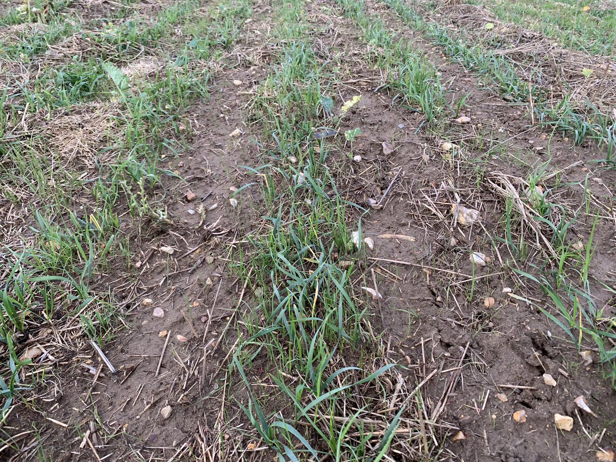 We moved from a 5” <a href="/DutchOpeners/">Dutch Agriculture</a> down to a 3” this autumn so we could inter row hoe, shows how even a 3” disturbs too much soil for blackgrass. @driverfarms1 what width are you using on your <a href="/HORSCHUK/">HORSCH UK</a> sprinter?