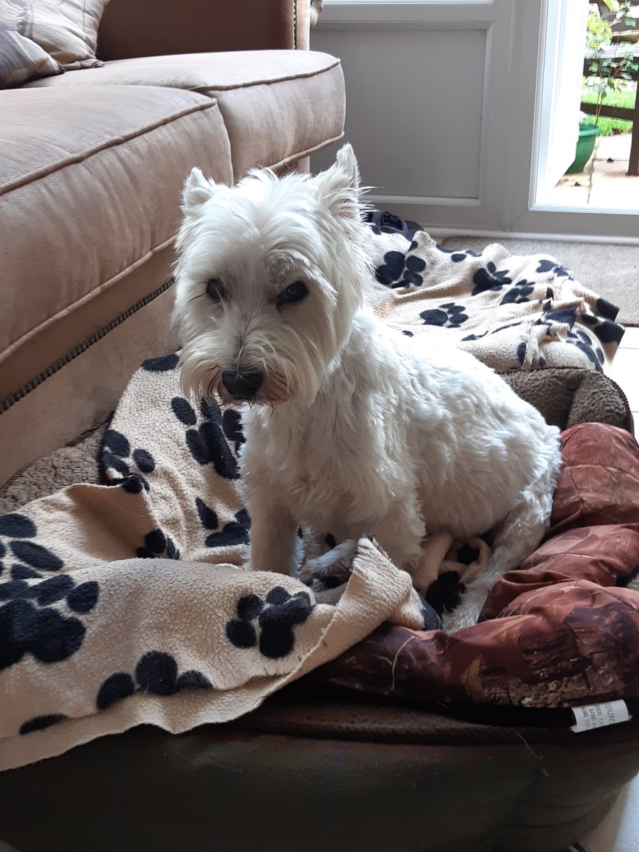 A sad day yesterday Daisy went over the bridge. https://t.co/3YP5tBDwxY