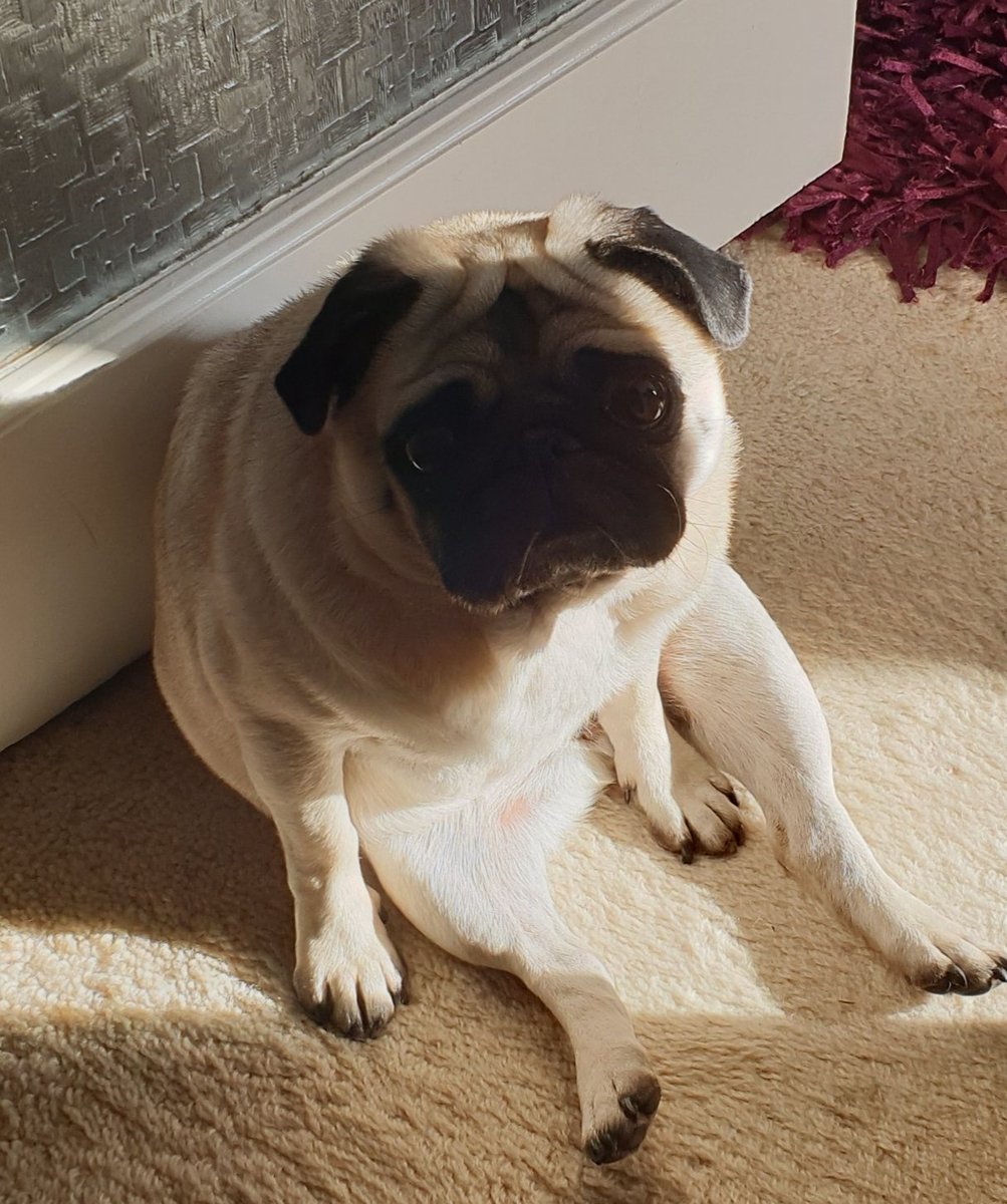 Working from home pal today - don't think she got the message that it is Friday...#pugs #lockdowndogs #workingfromhome