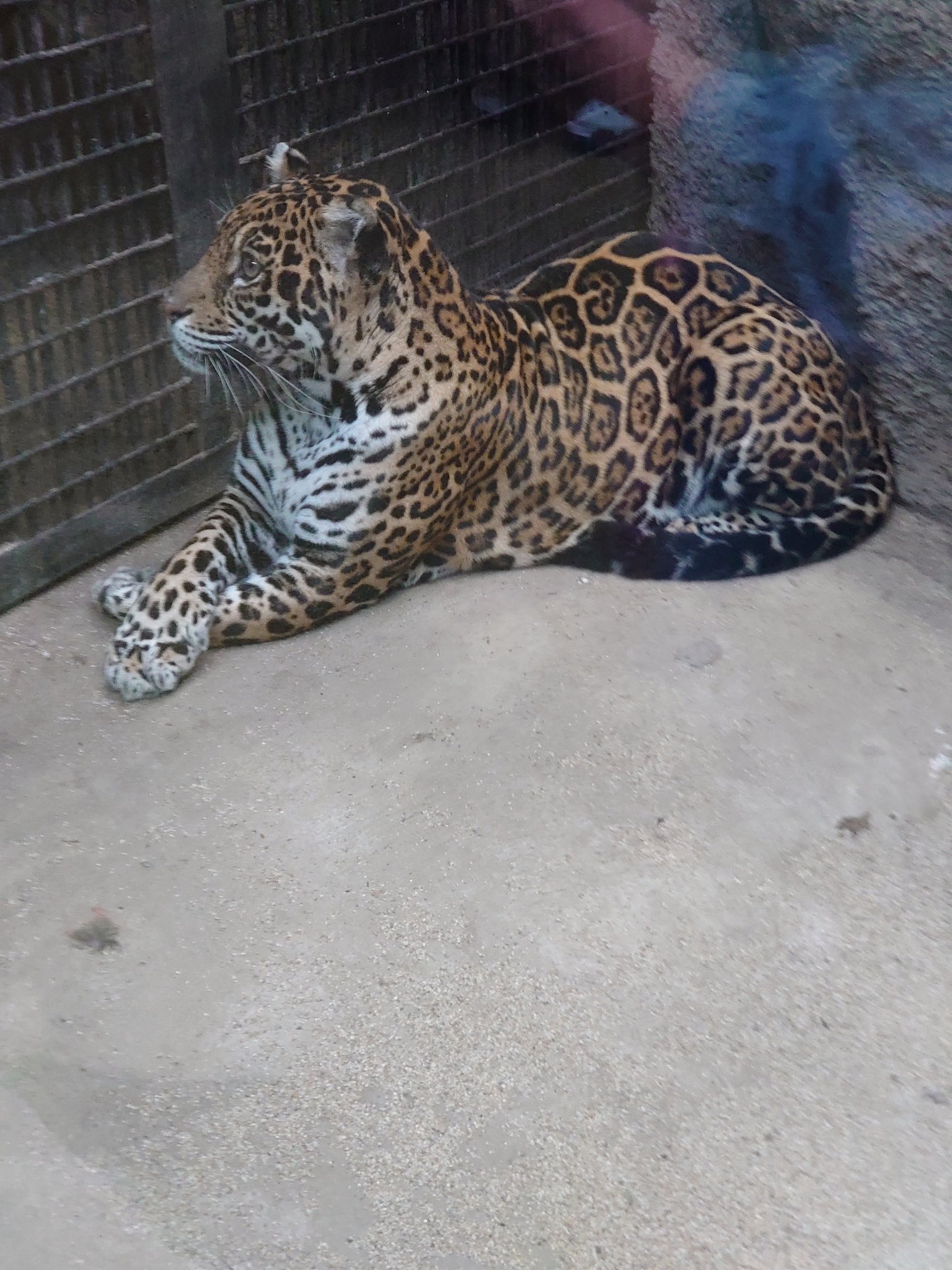 千里道ハジメre 輝きのデフォルメ 写真撮影 那須どうぶつ王国 うろうろ トラ ライオンに次ぐ大きさのジャガー 他の大型ネコ科の例に漏れず食物連鎖の頂点に君臨する ここで問題 ジャガーの特徴を述べよ T Co Xzfkc5ykpo Twitter