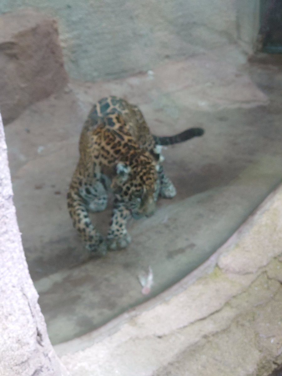 創作ヒナハジメr 輝きのデフォルメ 写真撮影 那須どうぶつ王国 うろうろ トラ ライオンに次ぐ大きさのジャガー 他の大型ネコ科の例に漏れず食物連鎖の頂点に君臨する ここで問題 ジャガーの特徴を述べよ