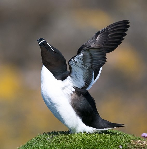 How is this for a #FridayFeeling?   
We love this Razorbill stretching its wings - captured by Val Llewellyn on a Majestic Line cruise. 
#ScottishSeabirds