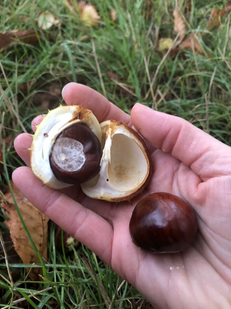ABHewitt72's tweet photo. A stormy start this morning  reflecting my internal whirlwind today, so focusing on these beautiful autumn colours still shining against the grey 🍂🧡 &amp; finding fallen treasure 😊Connecting to my senses to distract, refocus and bring calm #selfcare #wellbeing #fridaymorning https://t.co/suSG5iECIu