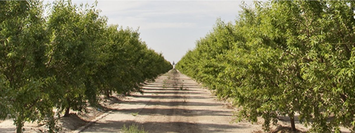 This is where Almond "milk" comes from. No biodiversity. Bees trucked in for pollination. Huge volumes of water needed for irrigation. Large amount of insecticide and other pesticides needed to protect yields...