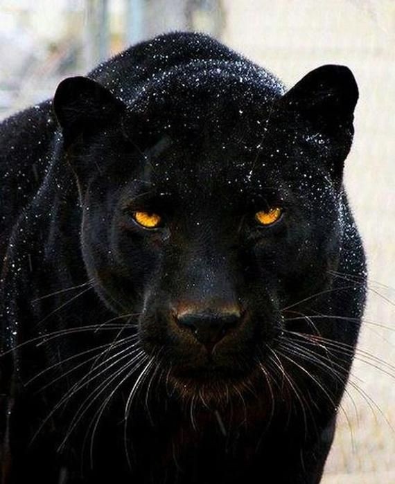 T_Challa_KING's tweet image. ทีชาล่า เสือดำราชวงศ์แห่งป่าวาคานด้า ที่กำลังจะกลายเป็นราชาเสือดำแทนบิดาผู้ถูกมนุษย์สังหาร

"......."