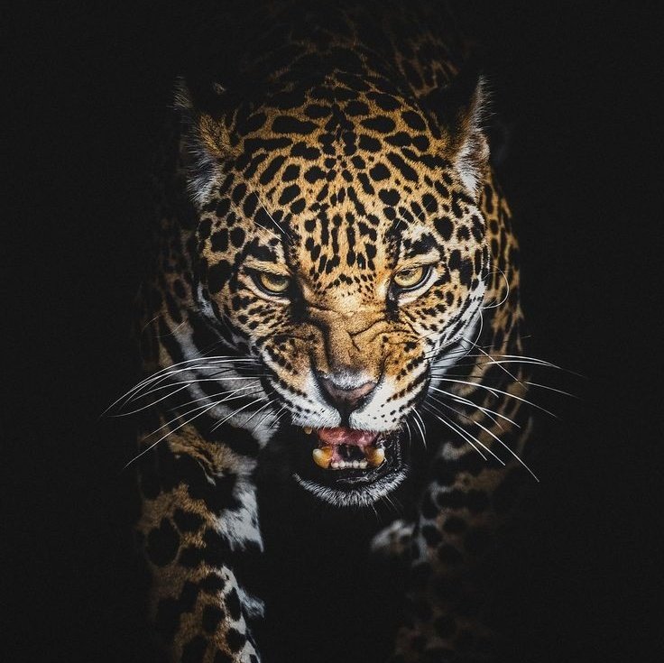 N_Erik_Kill's tweet image. เอ็นจาดาก้า จากัวร์หนุ่มผู้มีความแค้นต่อราชาเสือดำ แห่งป่าวาคานด้า

"ฉันจะฆ่าแก ไอ้พวกเสือดำ!"