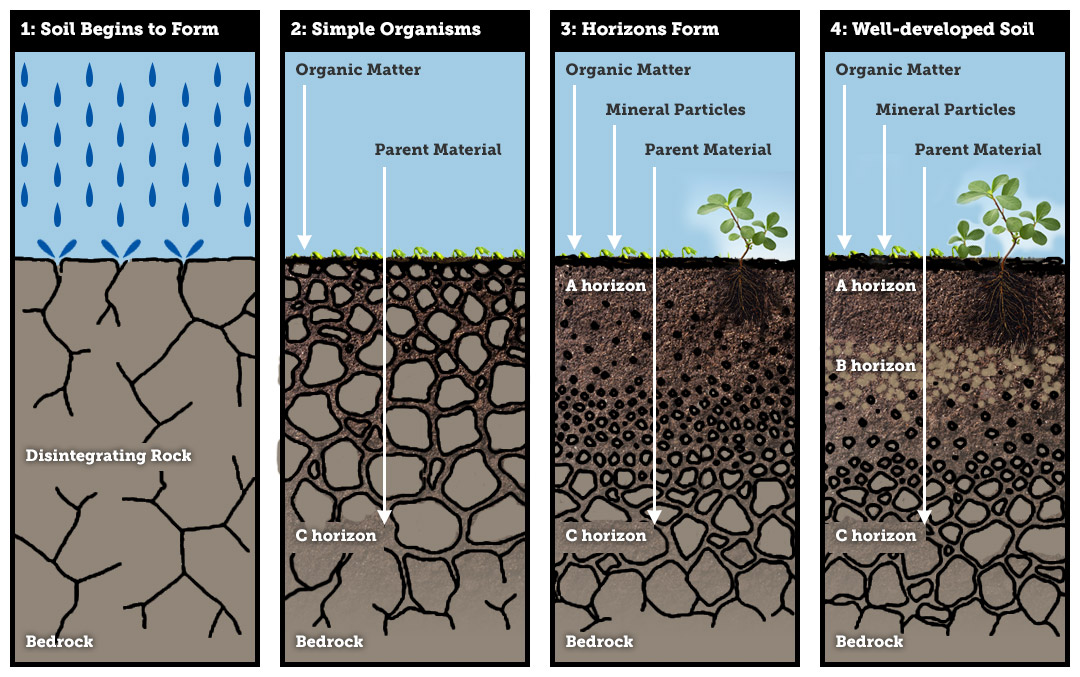 Soils take thousands of years to build and are the accumulation of dead and dying organic matter mixing with the underlying geology. Because of this there are 753 different soil types in England and Wales and all have subtly different characteristics. 2/