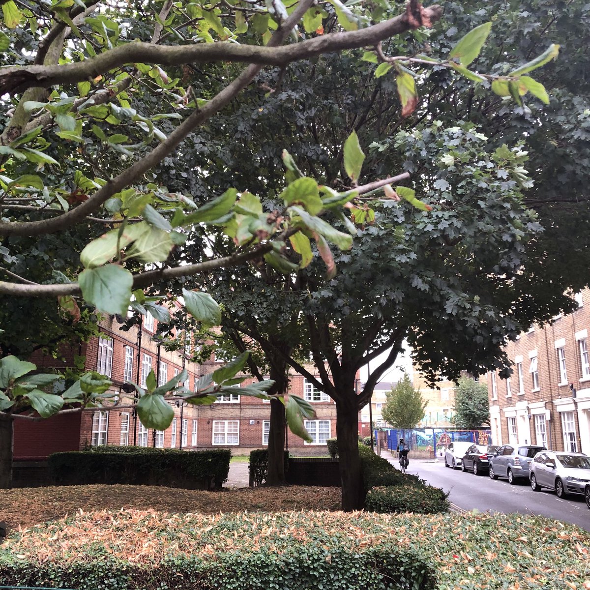 leaftoleaf's tweet photo. (Update) Tree of the Day 🌳
One of the two Persian Ironwoods (Parrotia persica Vanessa), on #SwanMead (off bottom end #TowerBridgeRoad) late September. Looking happier & healthier than any other point in the year, making us happier & healthier too! #HeygateLegacy matters...
🍃 https://t.co/FwZy3lT2qa