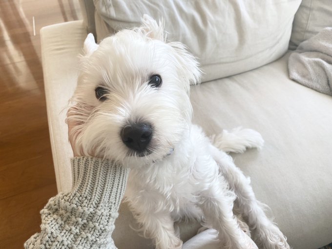 あーずー 小豆 の犬の名前や犬種は ぶりっこで嫌い 苦手 の理由や原因は Nozominews