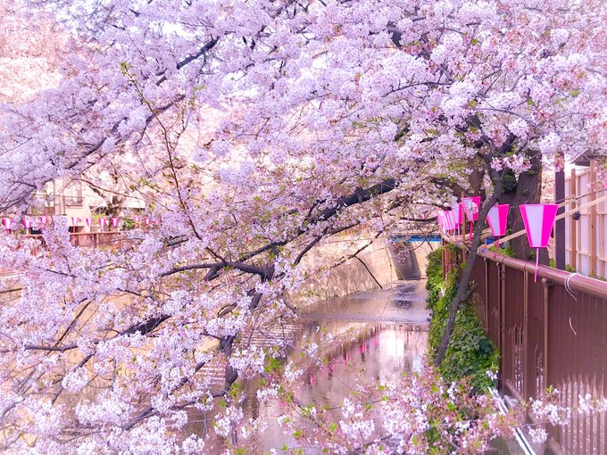 桜並木のtwitterイラスト検索結果 古い順 桜並木のtwitterイラスト検索結果 古い順