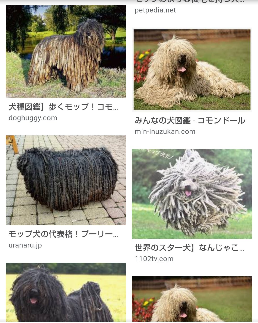 ゆすら 時雨のママっち Egaohpink もしくは別犬種のプーリーwwwww 通称 モップ犬 どっちもモップ犬の相性で親しまれてますよwwww T Co D2jqunucqy Twitter