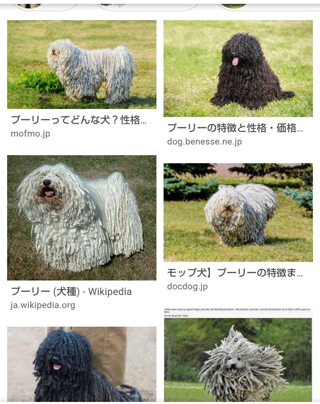 ゆすら 時雨のママっち もしくは別犬種のプーリーwwwww 通称 モップ犬 どっちもモップ犬の相性で親しまれてますよwwww