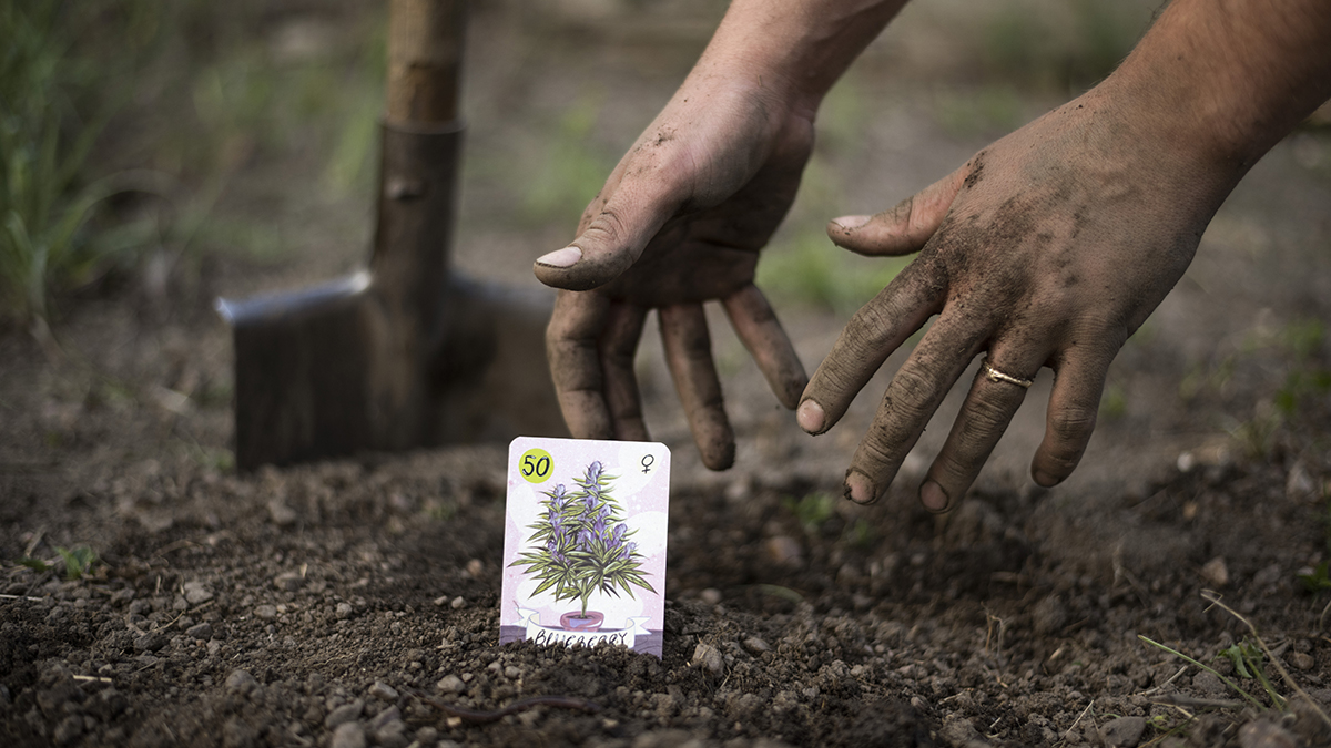 AutofarmerCards's tweet photo. Dear friends, fellow farmers,
We did it! Strenght is significant when we are doing something together. We would like to thank you wholeheartedly. Now is the right time to open the champagne and do the imaginary toast. Cheers.
https://t.co/oyvAjPseuF

#Autofarmer #cards #art #weed https://t.co/Z4Pe3hcIMh