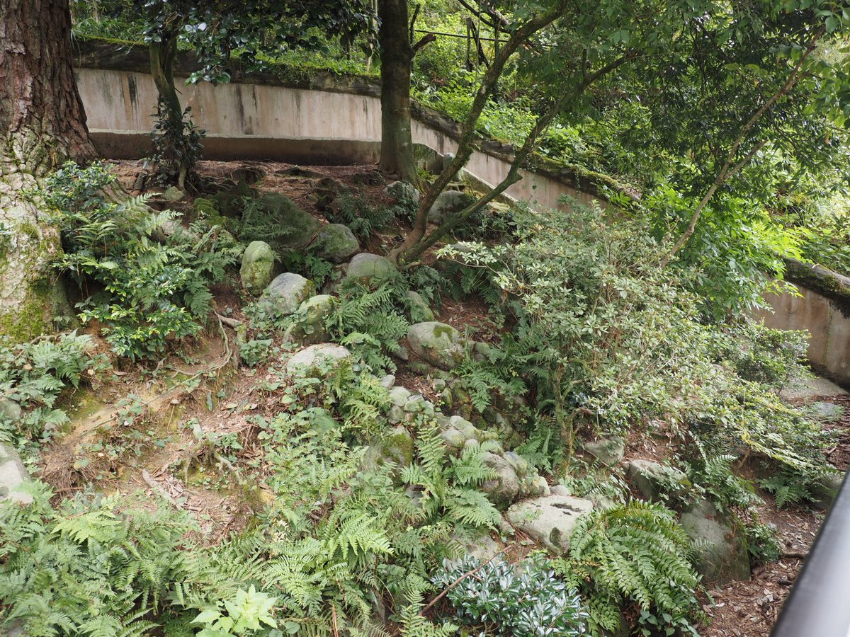 広めのタヌキ舎!
タヌキはどこにいるのかなぁ〜
あっ!
タヌ団子発見!!!
#石川県森林公園
#ホンドタヌキ #タヌキ https://t.co/30ekGwL7GF