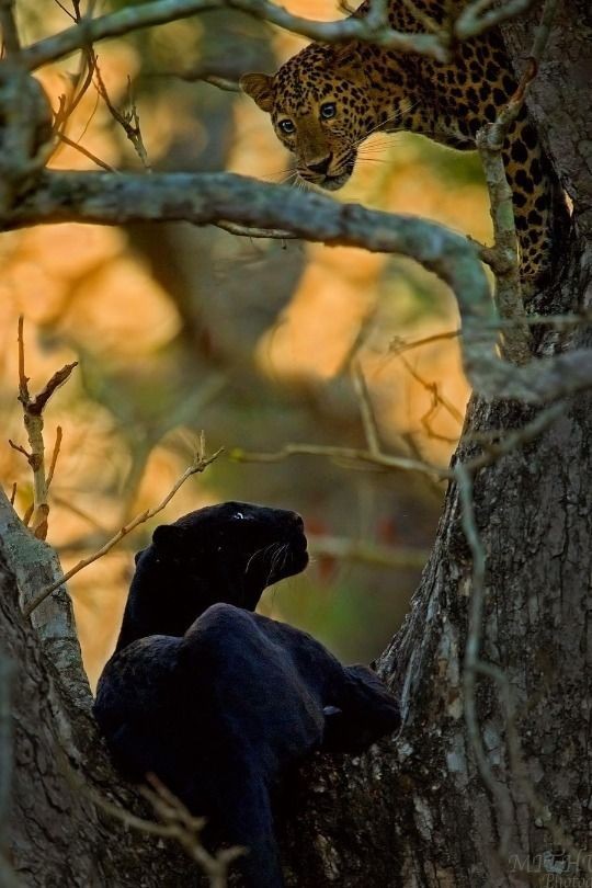 T_Challa_KING's tweet image. เจ้าชายเสือดำแห่งป่าวาคานด้า เงยหน้าของตนจ้องมองไปบนต้นไม้ที่มีเสือแปลกหน้าอยู่บนนั้น

อีกฝ่ายน่าจักเป็นจากัวร์ เหตุใดถึงมาอยู่ในอาณาเขตของเสือดำกัน 

"เจ้าเป็นใคร เหตุใดถึงได้กล้าย่างกรายบุกรุกอาณาเขตของเรา"