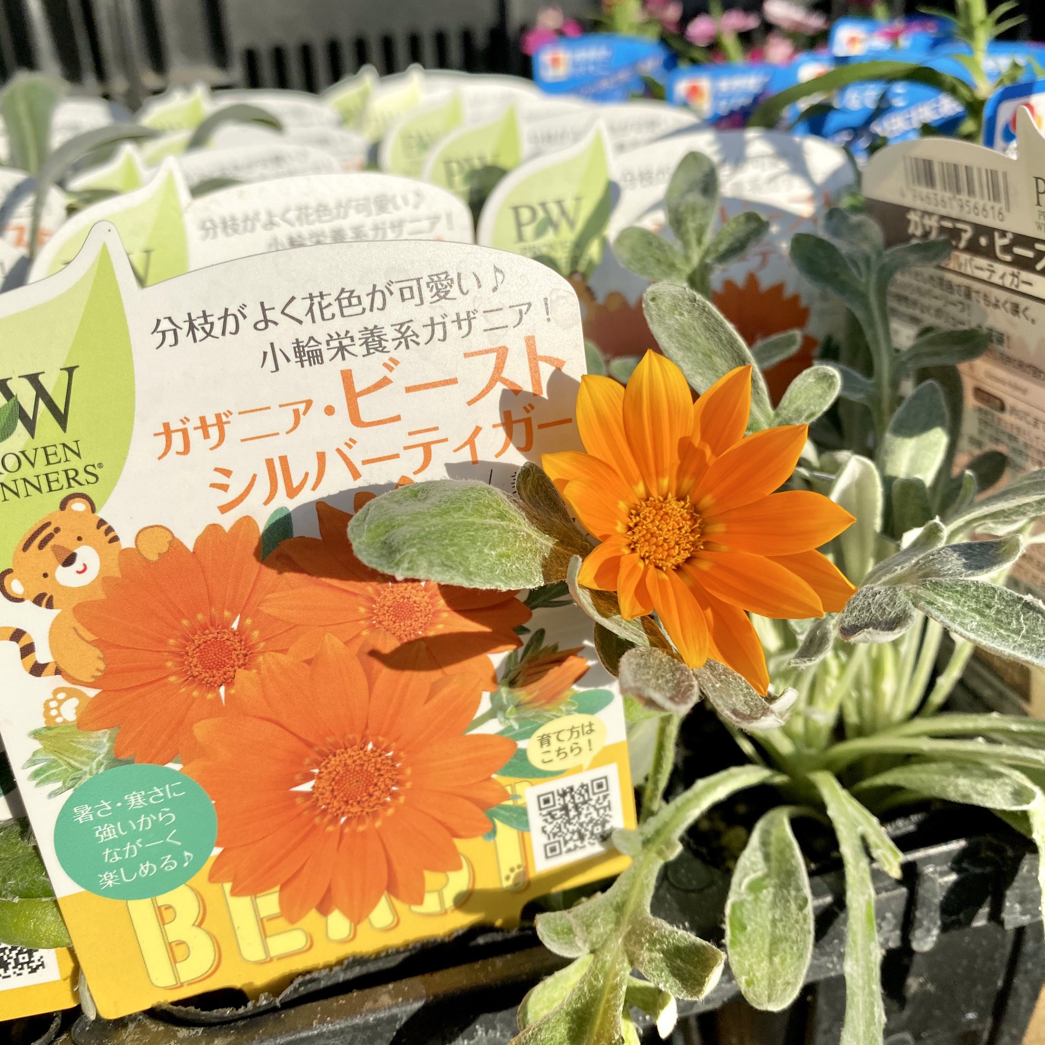 明幸園 魚住店 栄養系ガザニア カナリアスマイル ビースト シルバーティガー ビースト シルバーフォックス が入荷しました 毎年人気のカナリアスマイルに シルバーリーフの2種類が新しく入荷しました 明幸園 明幸園魚住店 栄養