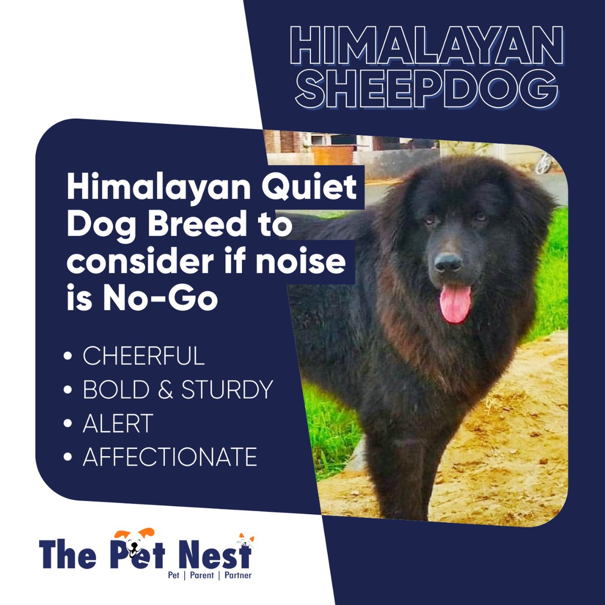 ThePetNest_'s tweet photo. Bhotia Dog
Found in Himalayan foothills from Kashmir to Eastern Nepal
FUNFACTS🐕🐾👇
https://t.co/AZCwQGhBRK
#thepetnest #theIndiepetmonth #HimalayanSheepdog #bhotiadogs #adoptdontshop #doglovers #doglife  #petlife
#petowners #petlovers #doglove https://t.co/LyoP2stJaM