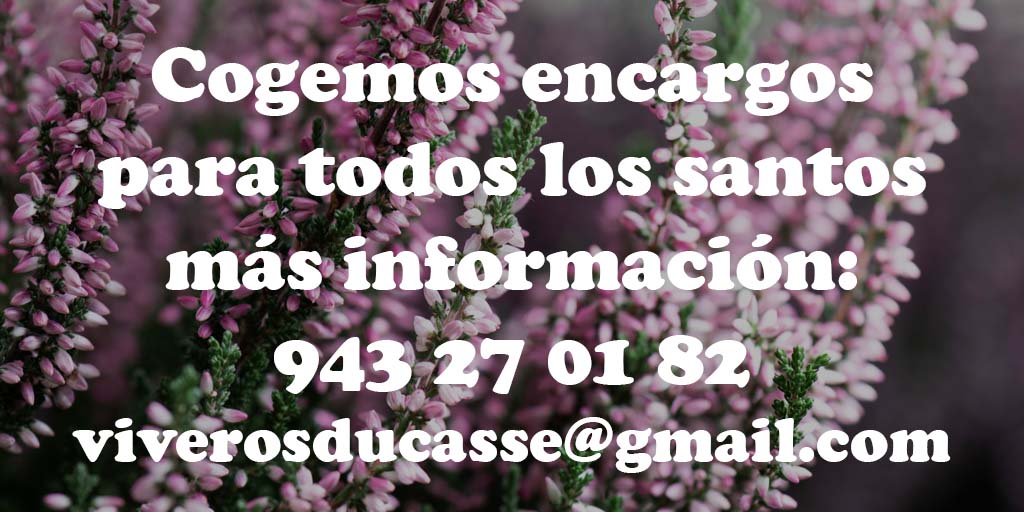 A menos de un mes para celebrar él día de todos los santos,  la familia de Viveros Ducasse nos adelantamos y empezamos a recoger encargos. Durante estas próximas semanas subiremos más información a nuestras redes sociales (Instagram, Facebook, Twitter y nuestra web)