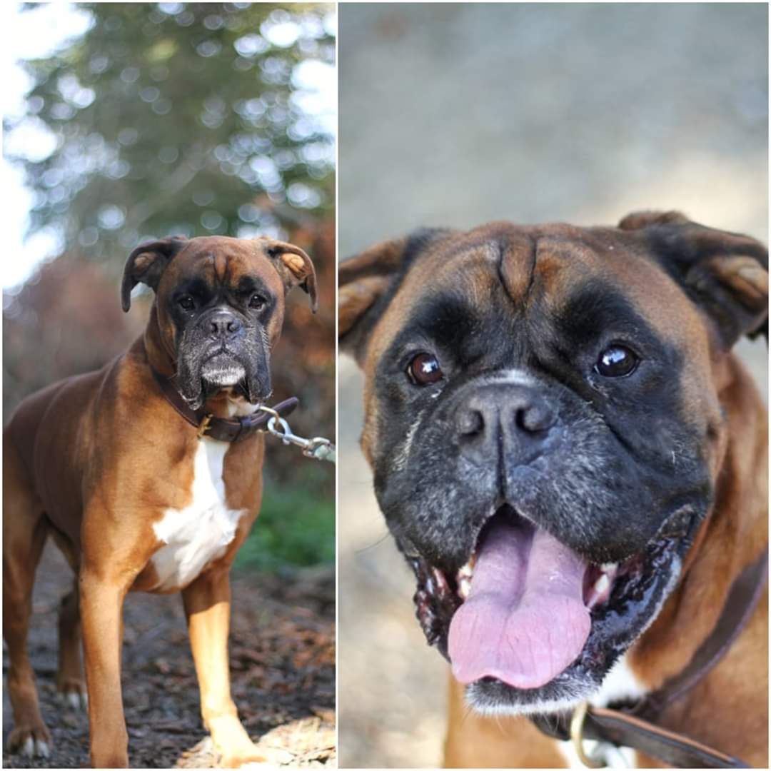 Meet our big boy Bruno. Bruno is a 6 year old boxer who came to us as his familys circumstances changed. Bruno lived with kids and absolutely loves them. Whats not to love? ❤
#RescueDogs #AdoptDontShop #adoptme #Boxers #dogsoftwitter