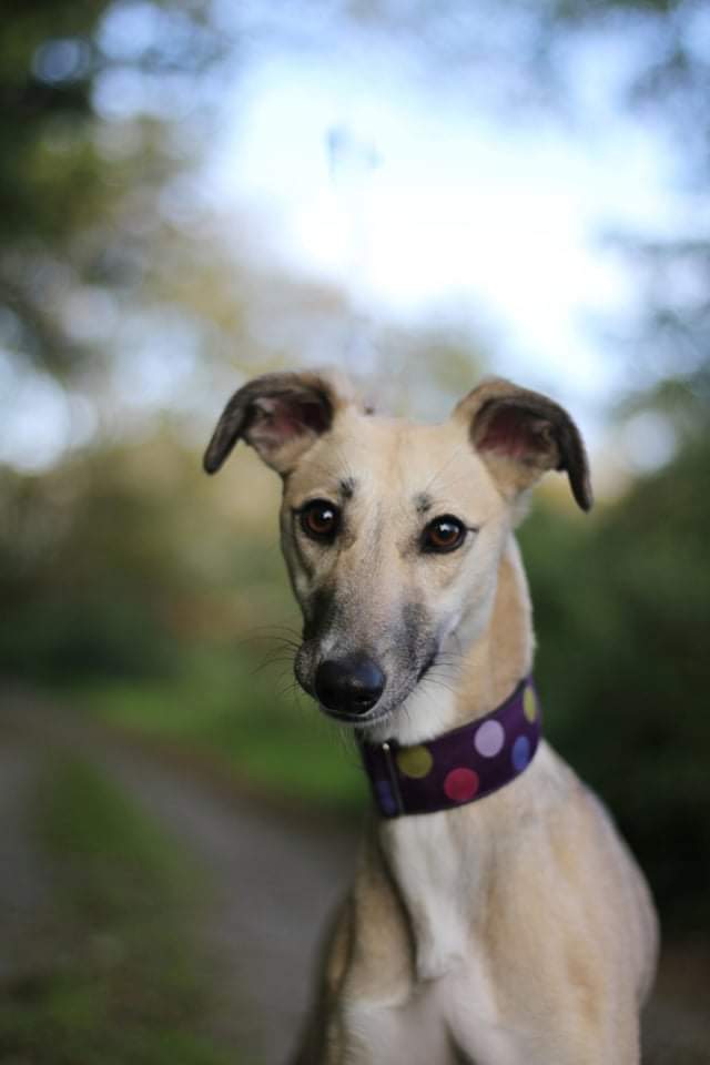 Meet our sweet girl Riley. She is a 1 year old lurcher whippet. Unfortunately our Riley has severe separation anxiety and will need a home where there is someone home most of the day to slowly work on this. Riley can jump fences up to 8ft tall so will need a very secure garden