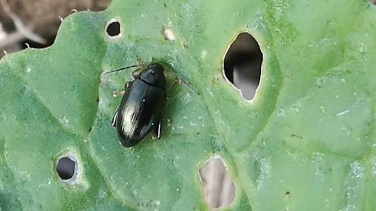 Cabbage
HOW TO IDENTIFY 

FLEE BEETLES
These beetles are leaf feeders. They make small, circular, feeding scars on the leaves. Damage can be serious on small plants. While the larvae feed on the roots, they are not usually harmful

#COVID19 #FridayThoughts #DonaldTrump