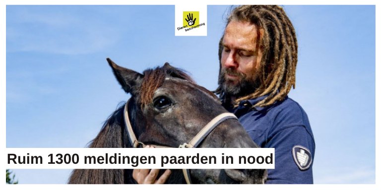 Dierbescherming's tweet photo. "Onlangs nog moest ik in รฉรฉn week vier shetlanders laten inslapen, omdat ze niet meer op hun benen konden staan van de pijn en allemaal hoefbevangen waren", vertelt LID-inspecteur @JanVerkuijl https://t.co/8kH6gCMjBt. #helponsredden https://t.co/Yh9AfWdiw2