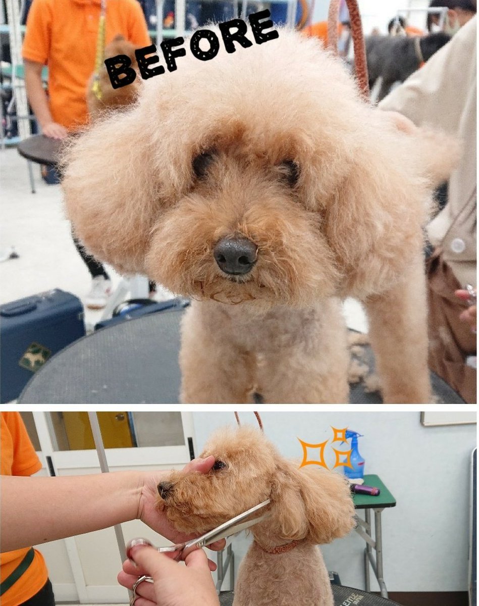 Twitter पर アジア動物専門学校 本日のモデル犬のお客様はトイプードルさん 学生が 飼い主様からのオーダーを受け テディベアカットに仕上げました リボンも付いてとてもかわいいですね 飼い主様も喜んで帰られました アジア動物専門学校 トリミング Twitter पर アジア動物専門学校 本日のモデル犬のお客様はトイプードルさん 学生が 飼い主様からのオーダーを受け テディベアカットに仕上げました リボンも付いてとてもかわいいですね 飼い主様も喜んで帰られました アジア動物専門学校 トリミング
