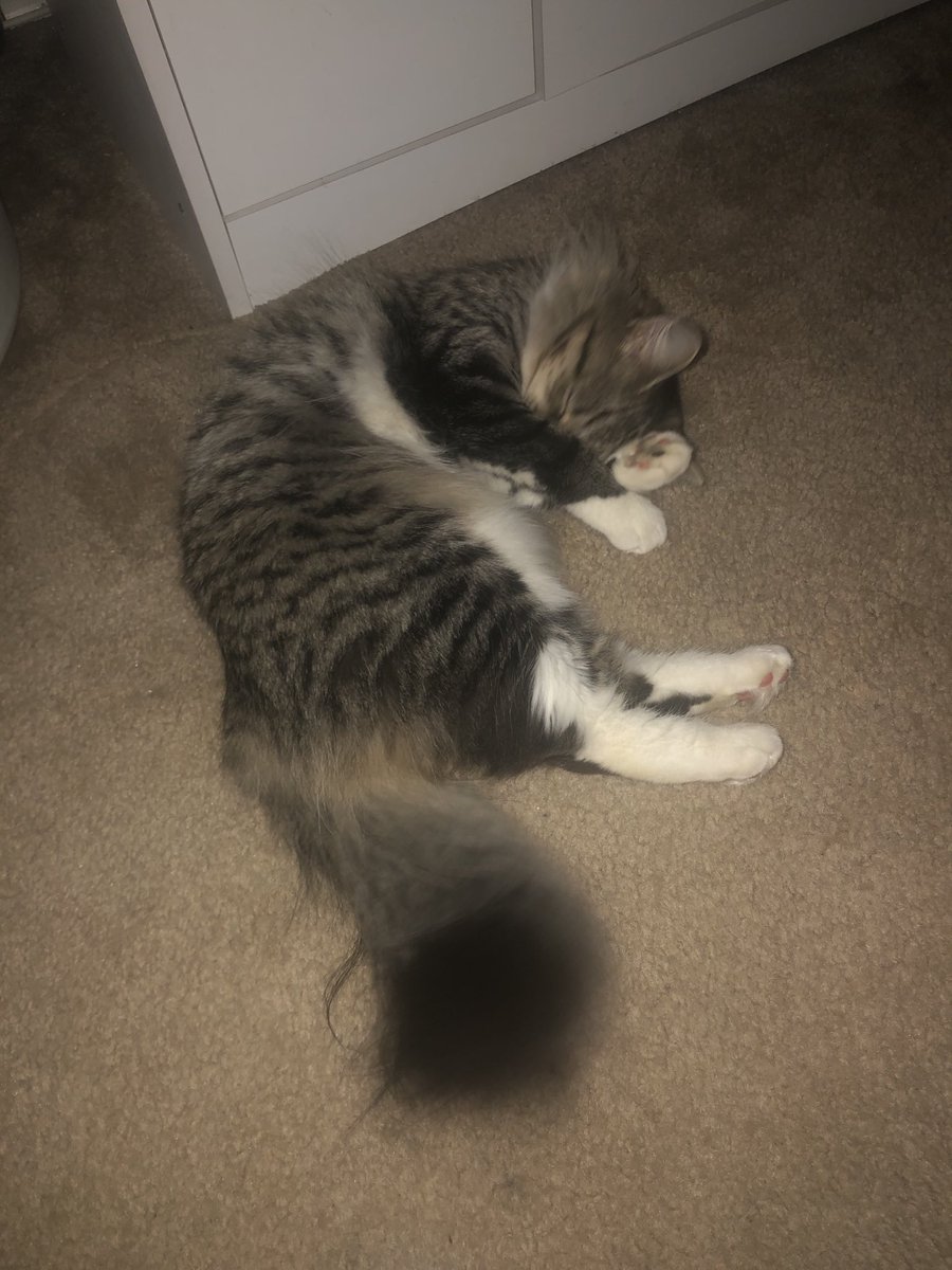 Is that time again.... 😬, be strong Sasha 💪 #heatcat #catheat